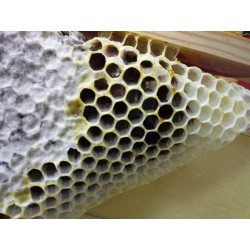 MIEL DE CASTAÑO y zarza 1KG